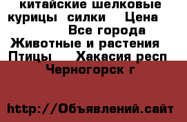 китайские шелковые курицы (силки) › Цена ­ 2 500 - Все города Животные и растения » Птицы   . Хакасия респ.,Черногорск г.